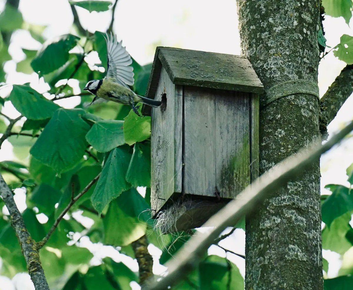 Nesting Season Checklist: How Falconers Can Protect Wild Raptors