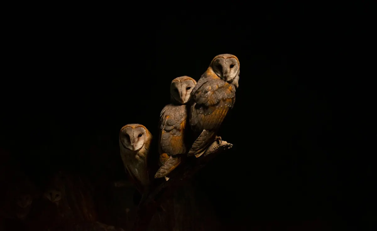 Owl or Hawk? A Beginner's Guide to Telling UK Raptors Apart