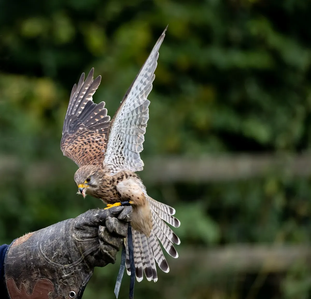 Recall Training a Harris's Hawk: Step-by-Step from First Free Flight