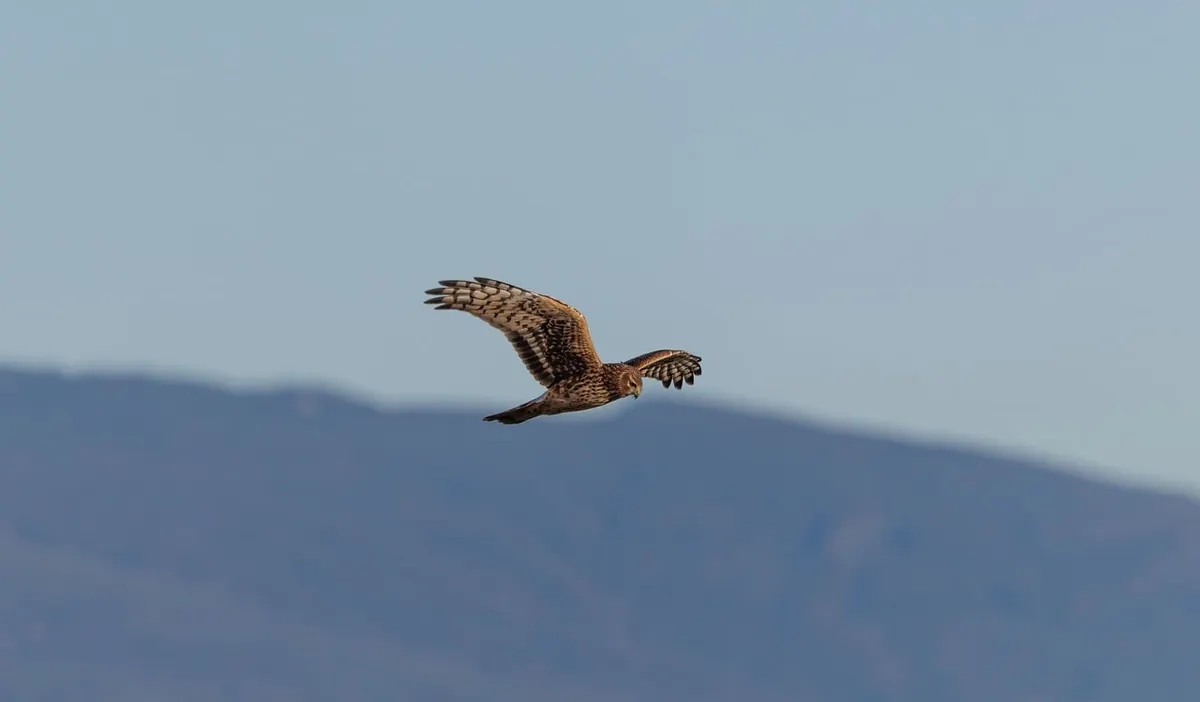 Weather-Proof Flying: How to Train a Hawk in Wind and Rain